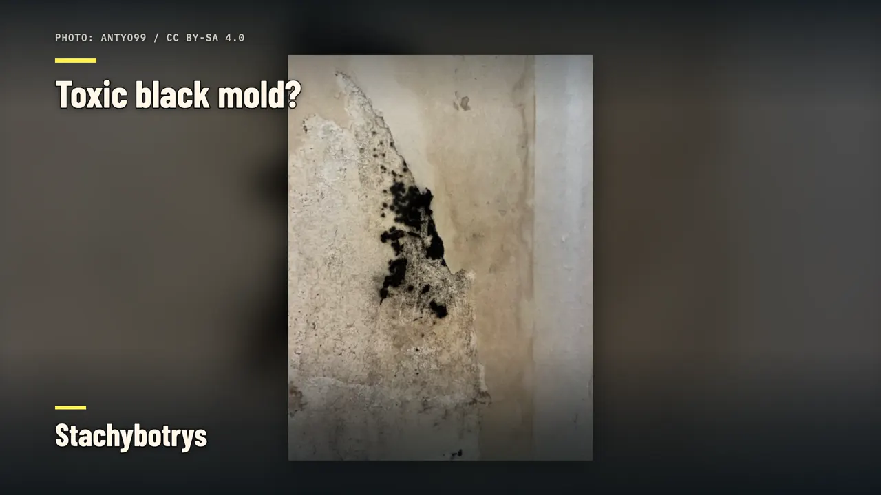 Muffa nera tossica?