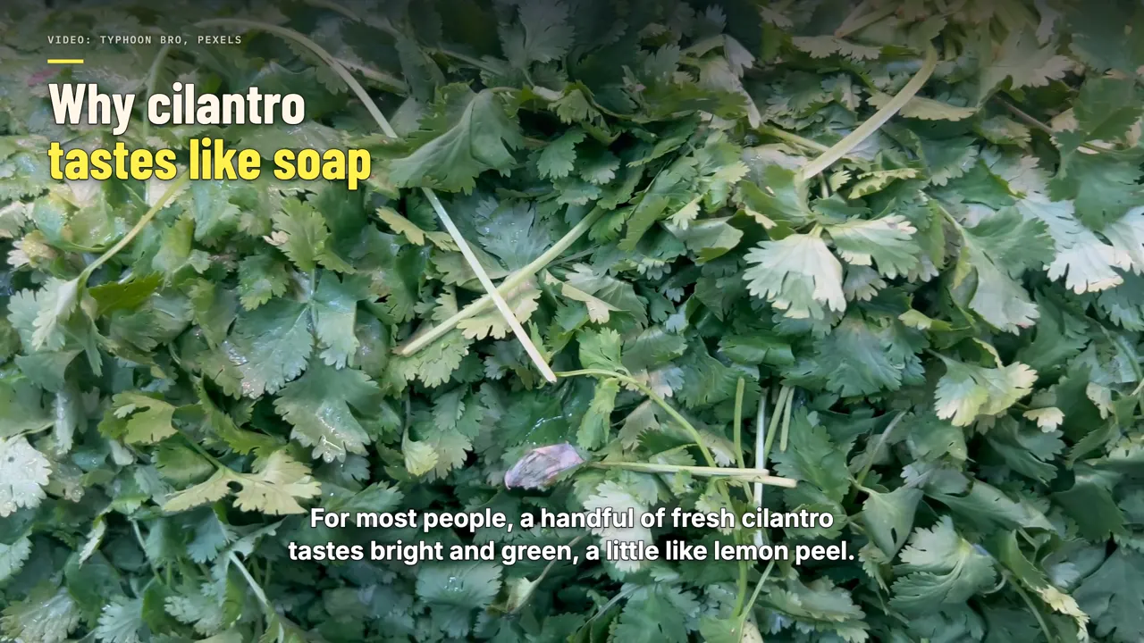 The soap in the salsa