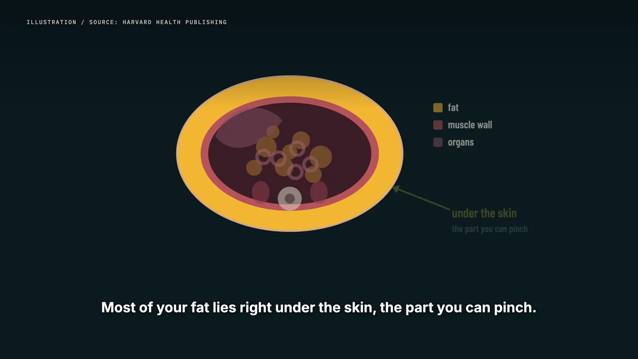 Two kinds of belly fat
