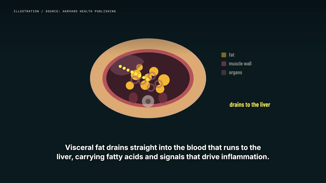 Two kinds of belly fat