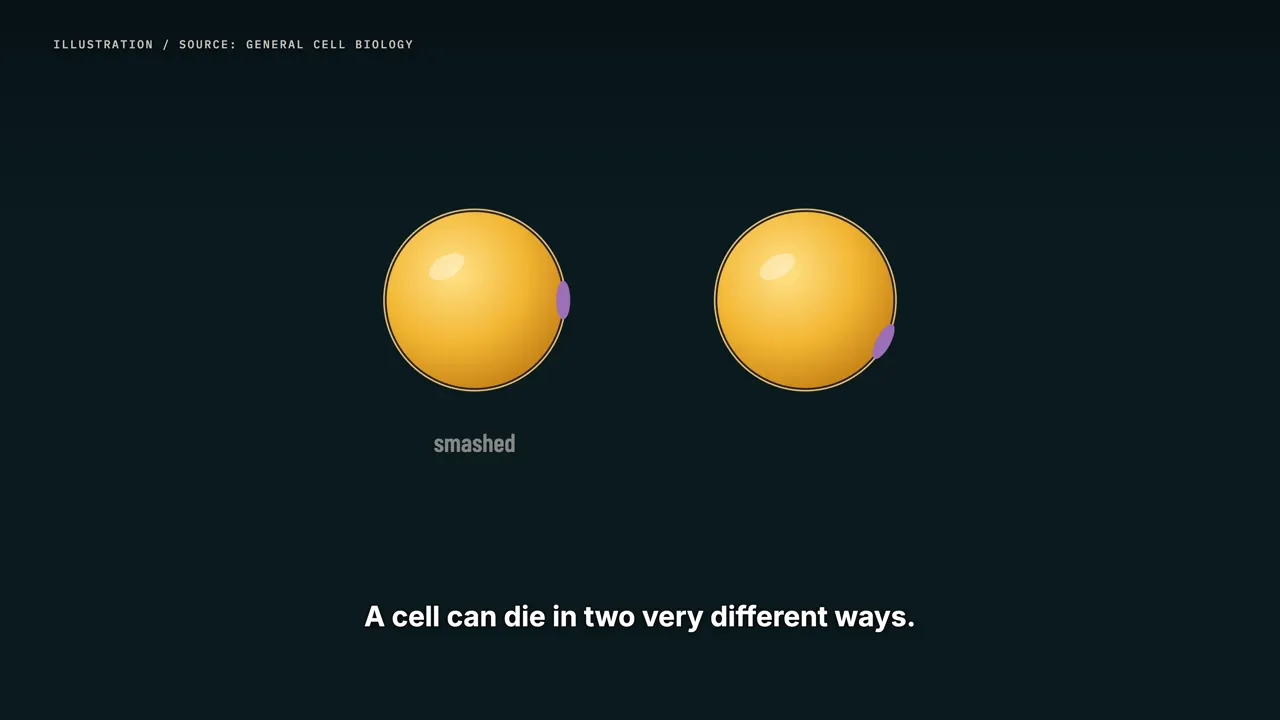 Two ways for a cell to die