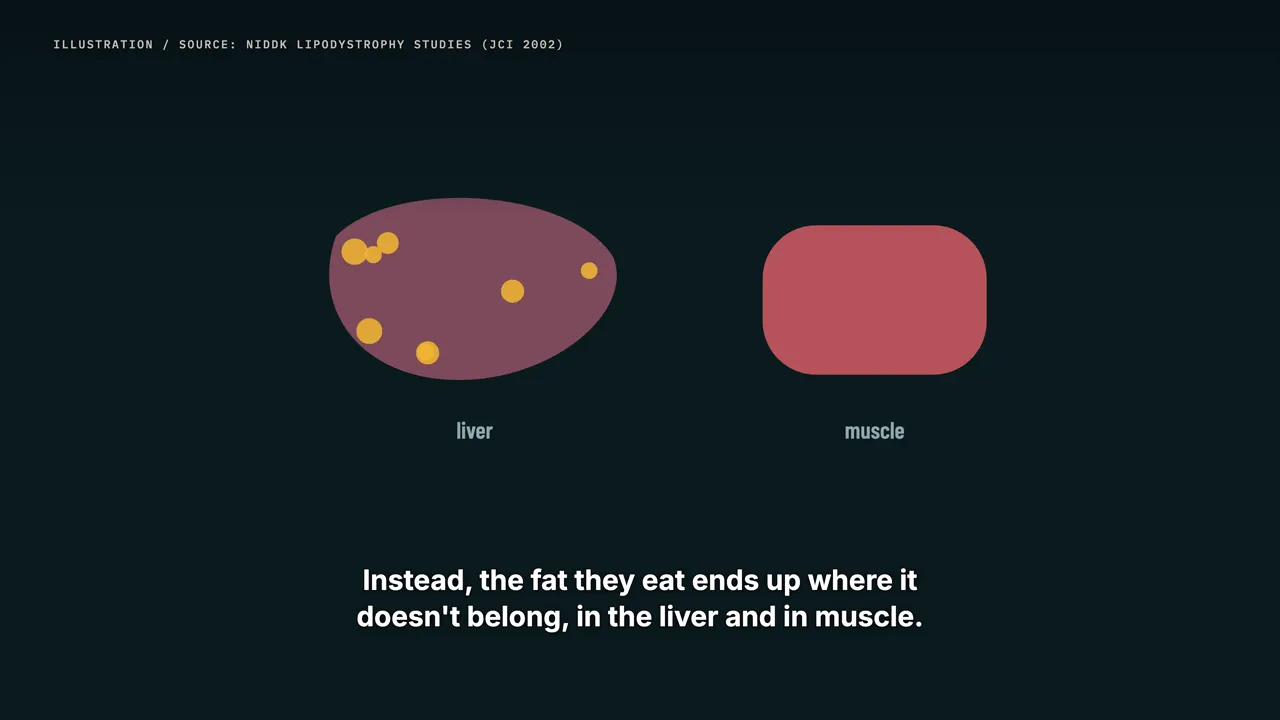 Do you want fewer fat cells?
