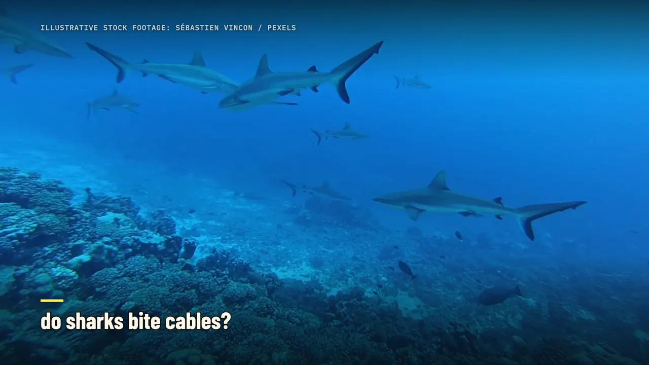 ¿De verdad los tiburones muerden cables de internet?