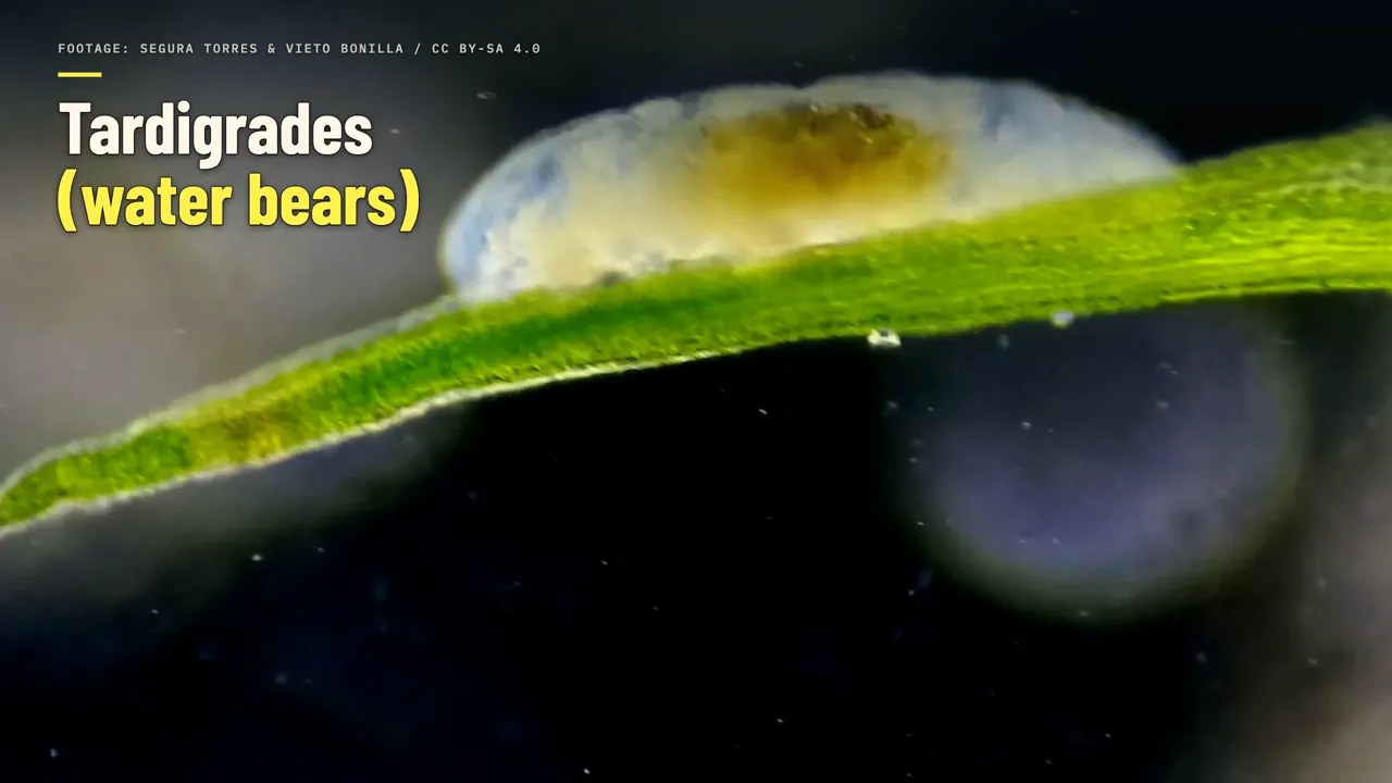 Tardigrades (water bears)