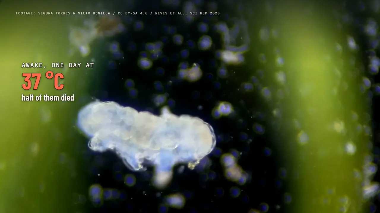 Tardigrades (water bears)