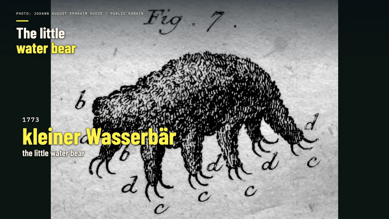 The little water bear