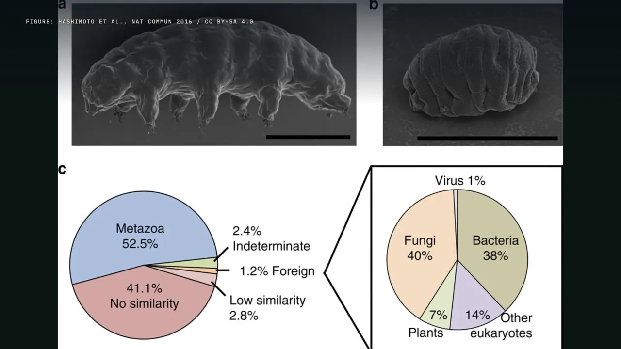 A shield in a gene