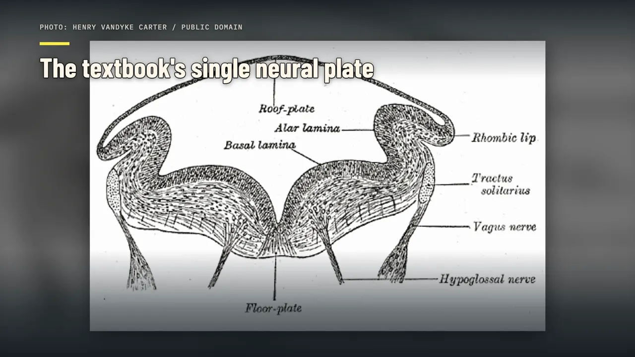 A placa neural única dos livros didáticos
