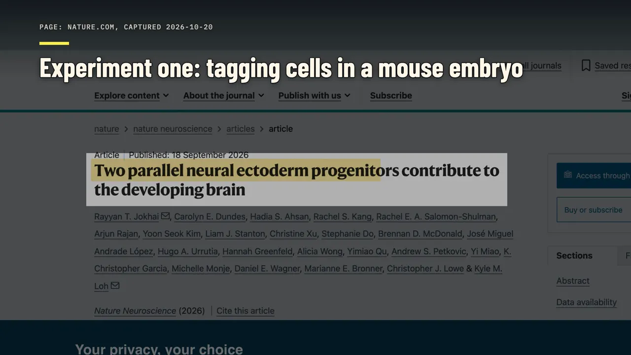 Experimento um: marcando células em um embrião de camundongo