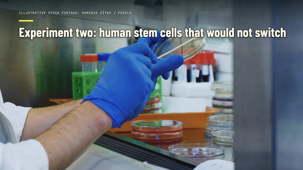 Experimento dois: células-tronco humanas que não mudavam de uma via de desenvolvimento para outra