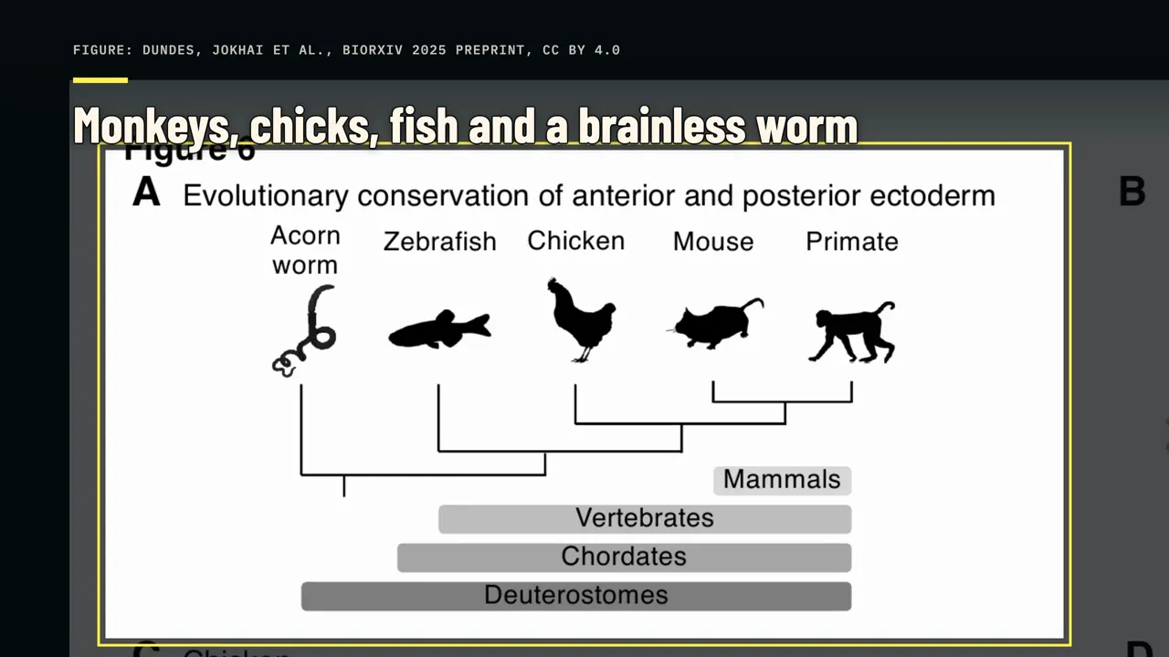 Macacos, pintinhos, peixes e um verme sem cérebro