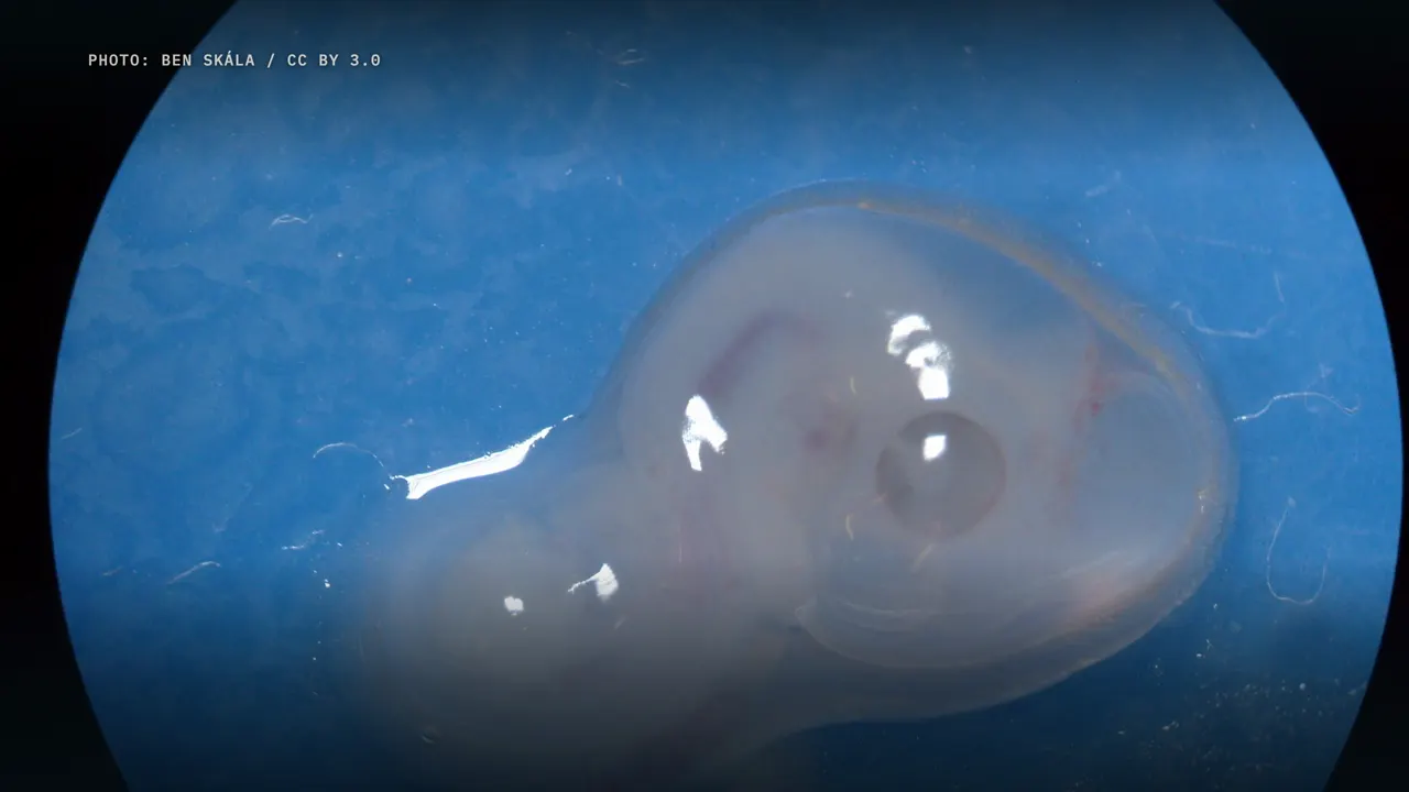 Rombencéfalo, mesencéfalo, prosencéfalo: o rombencéfalo em segmentos