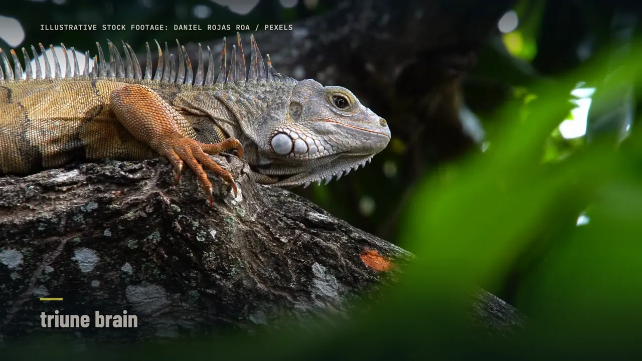O mito do cérebro reptiliano e um cérebro só