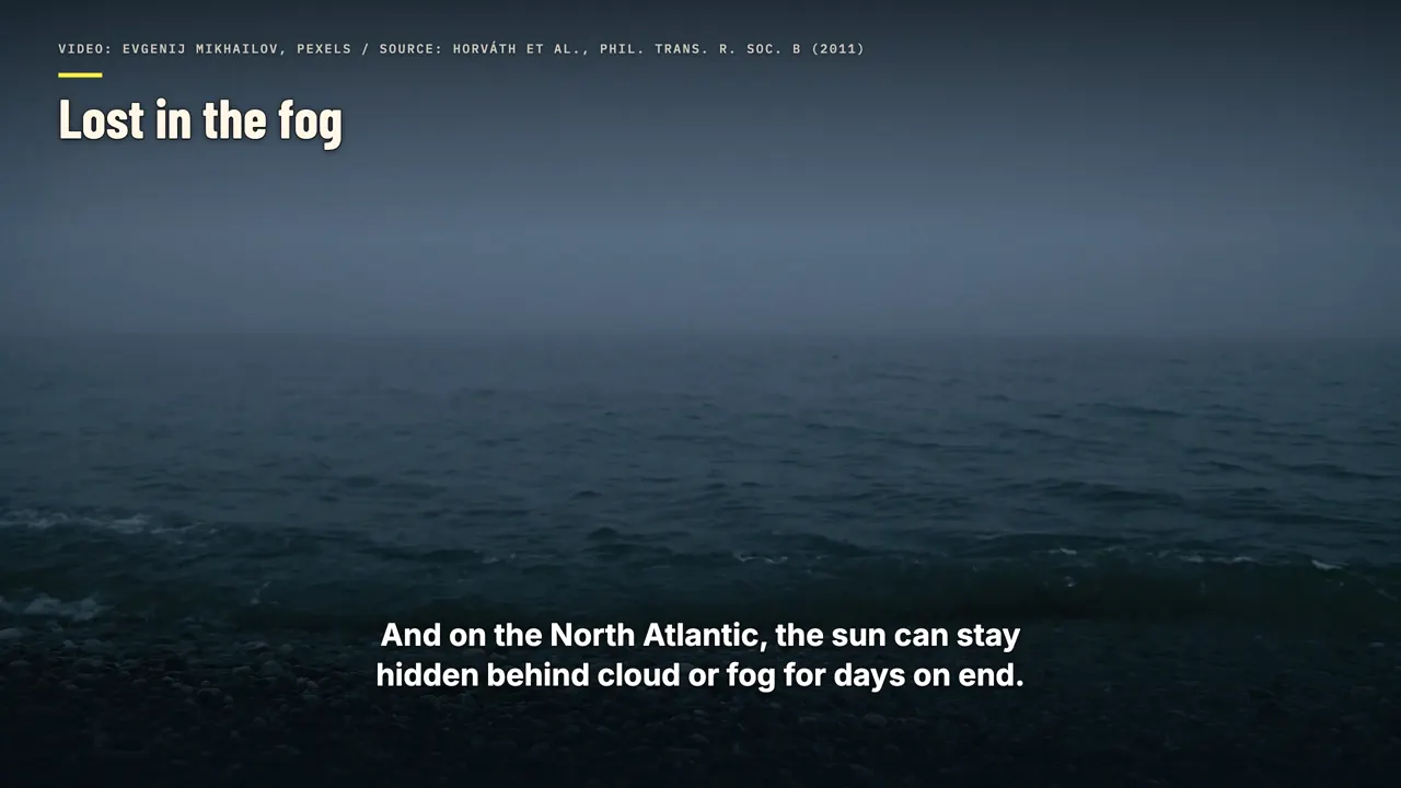 Lost in the fog